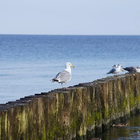 5 Morz - Na Fali * シャノジェンティ