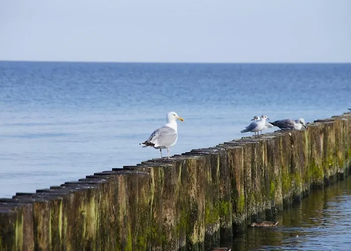 5 Morz - Na Fali * Sianozety